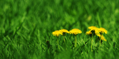 green-field-and-dandelions-with-unusual-depth-of-field-and-plenty-of-space-_My02YQu_